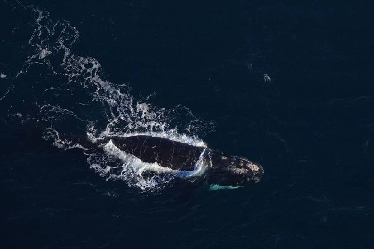 Ballena franca del Atlántico Norte nadando en la superficie del Golfo de Maine
