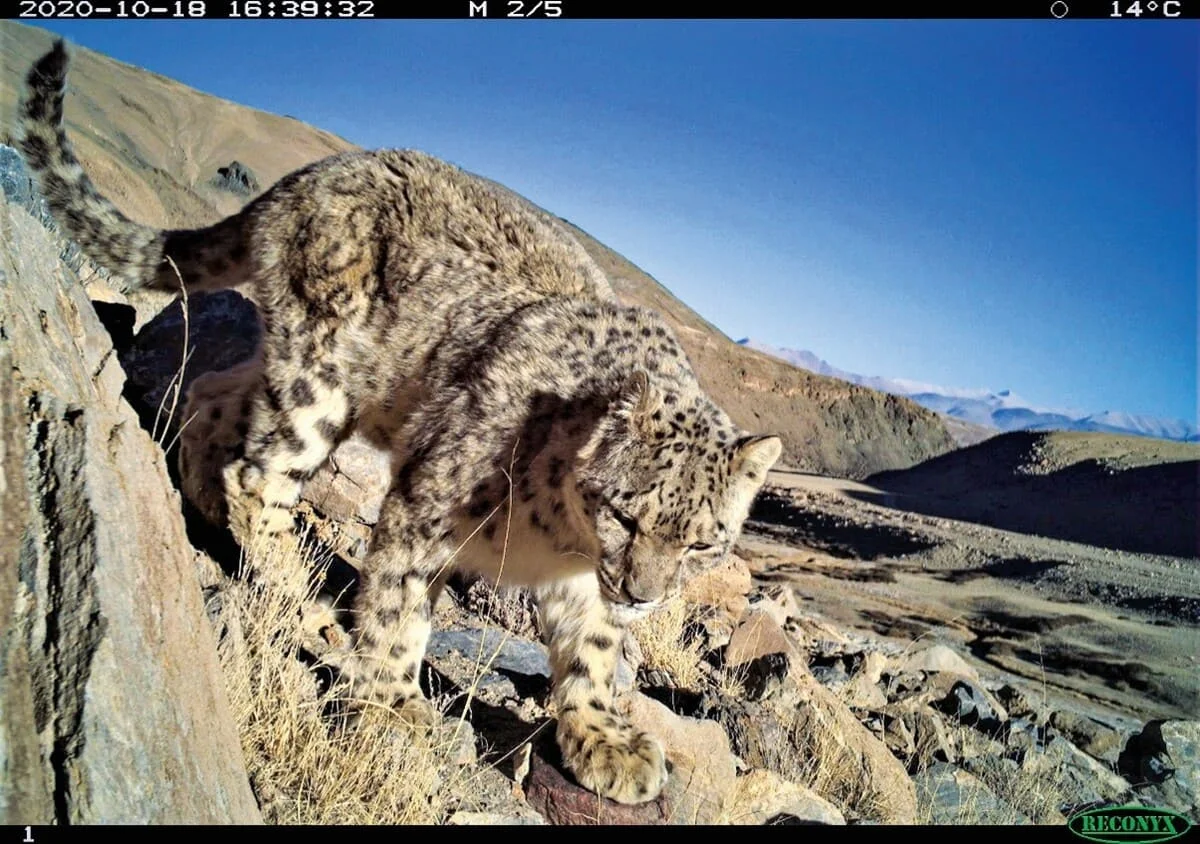 Leopardo de las nieves captado por una cámara trampa en Ladakh, India