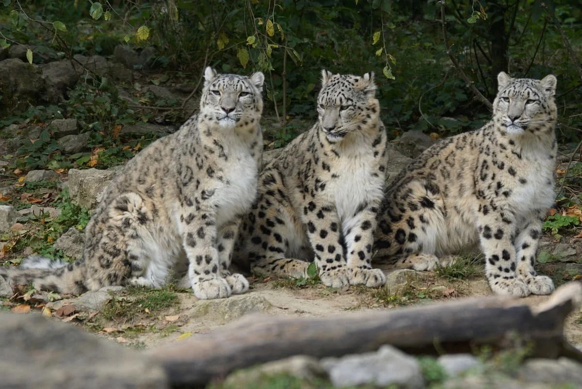 Tres leopardos de las nieves adultos sentados juntos en un entorno rocoso y boscoso