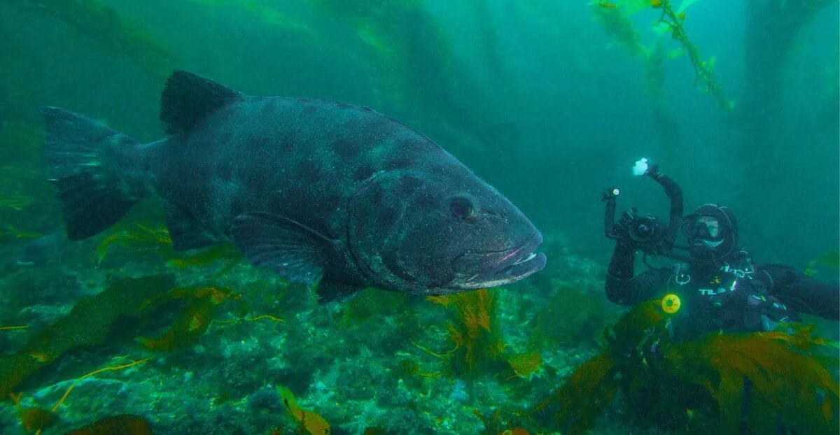 Buceador observando a la misma lubina gigante en su hábitat
