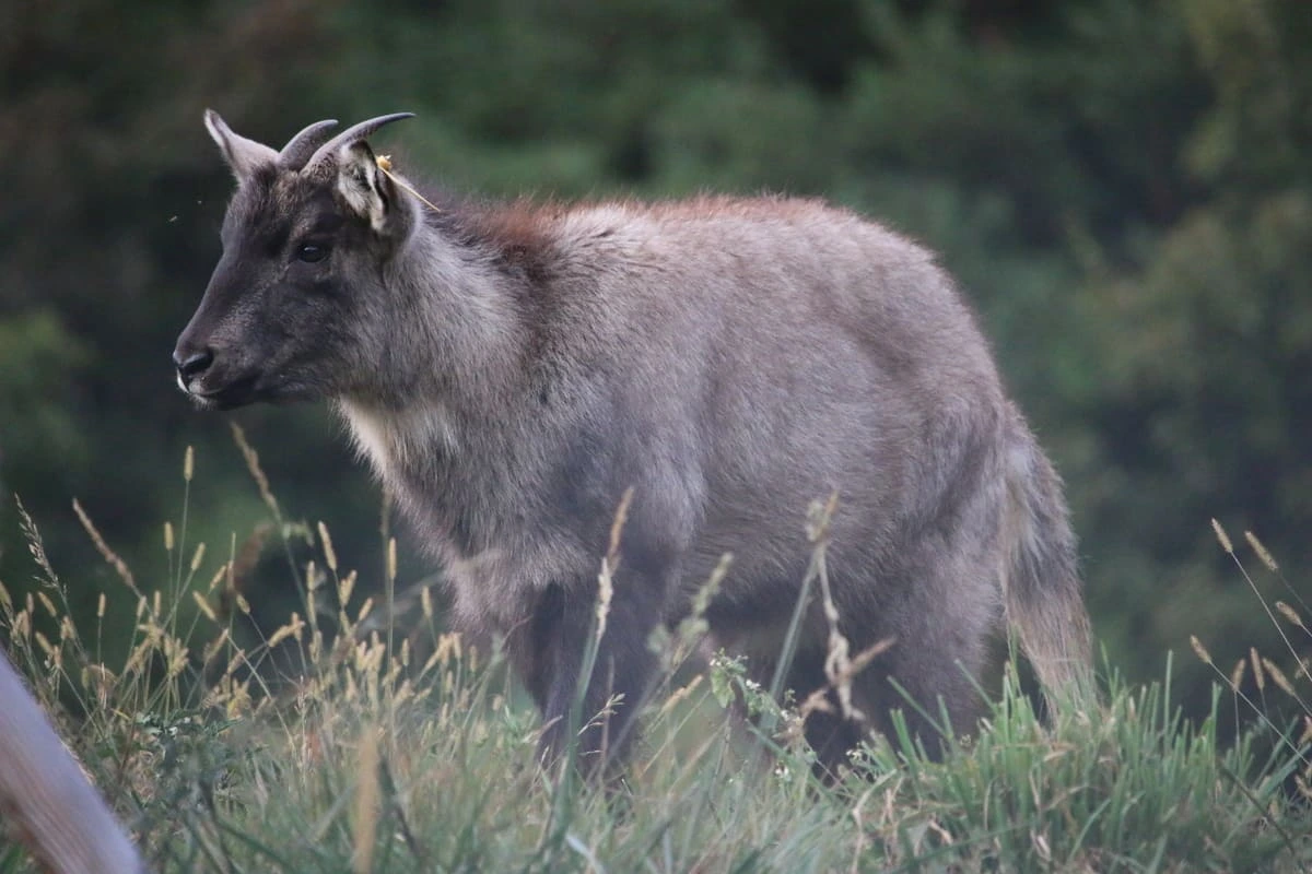 Goral de cola larga en un programa de conservación en Corea del Sur