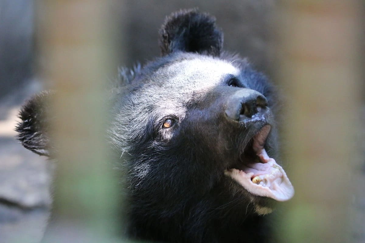 Oso asiático en cautiverio dentro de una granja de bilis en Corea del Sur