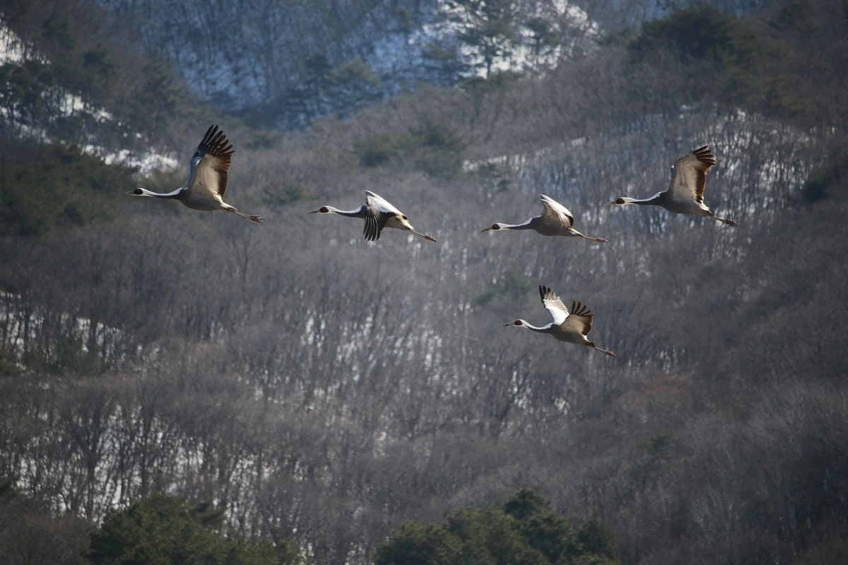 Grupo de grullas migratorias volando sobre los bosques de la DMZ