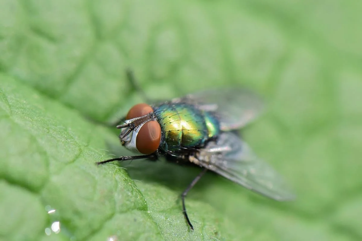 Mosca verde adulta sobre hoja verde en fotografía macro