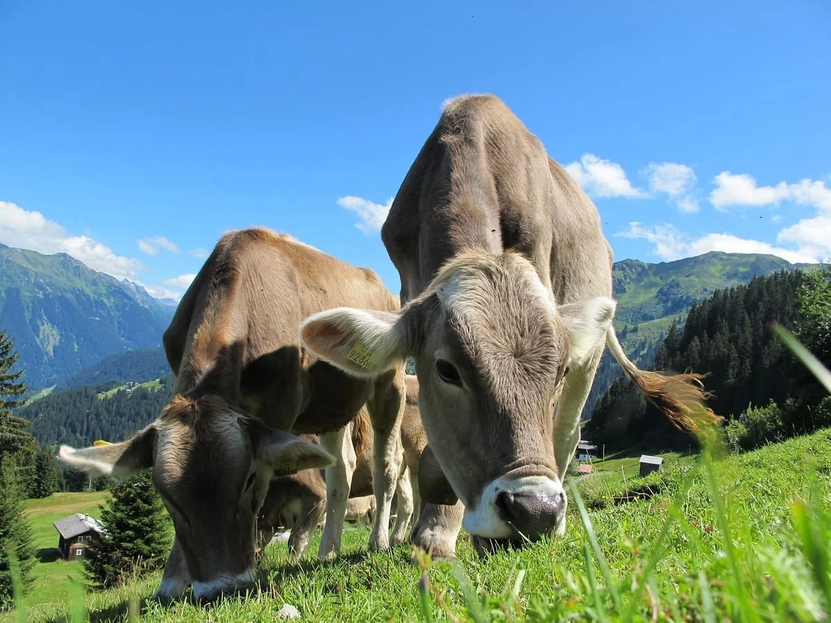 Vacas pastando en zona montañosa de México