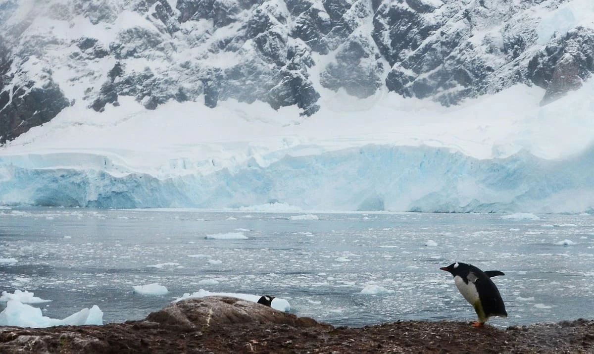 Pingüino junto a un glaciar
