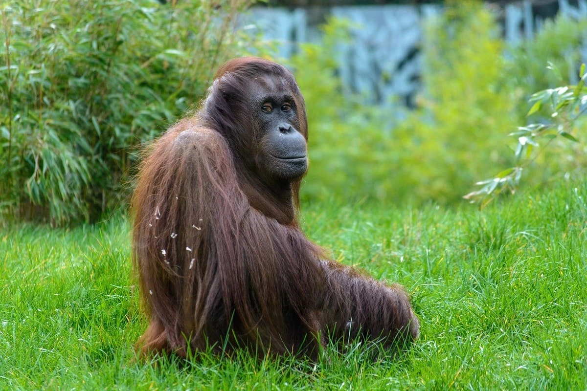 Orangután