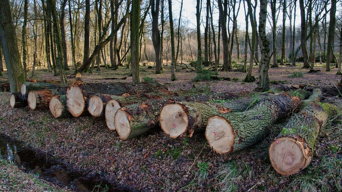 Troncos cortados en bosque