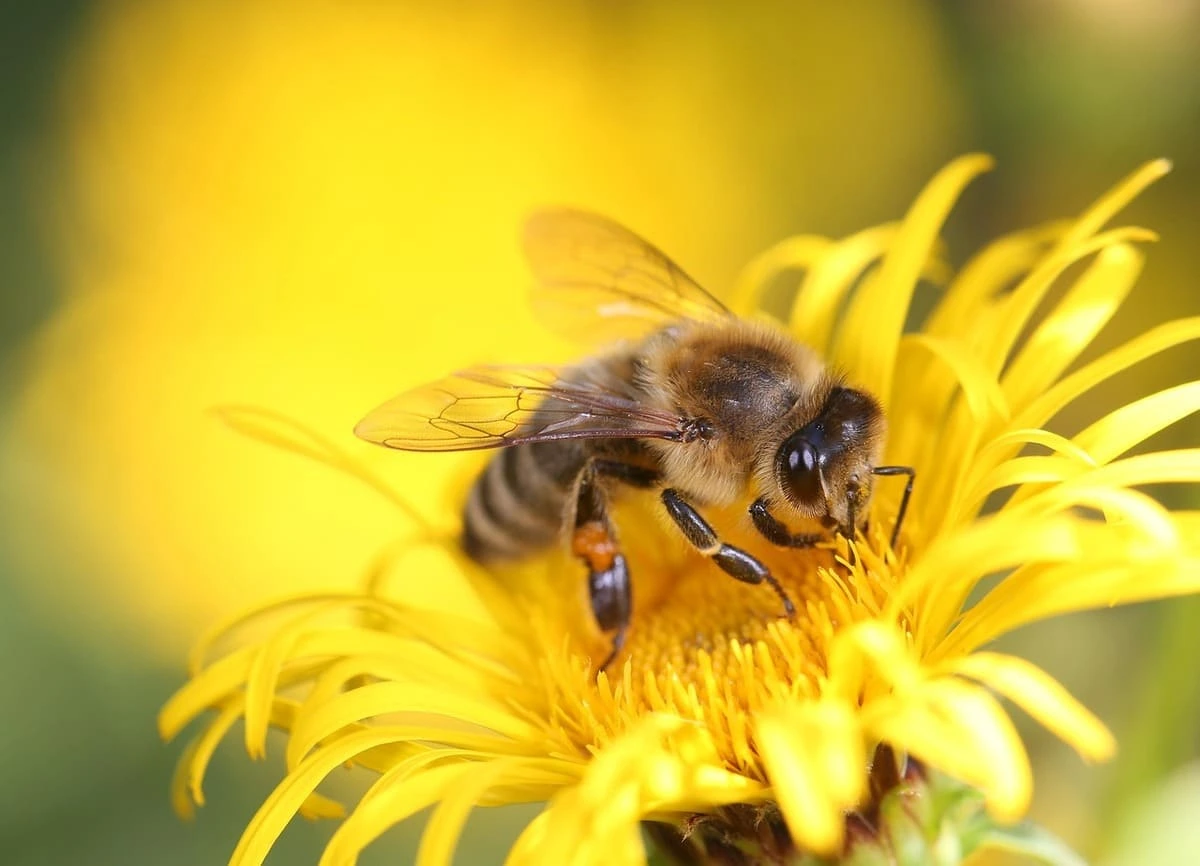 Abeja