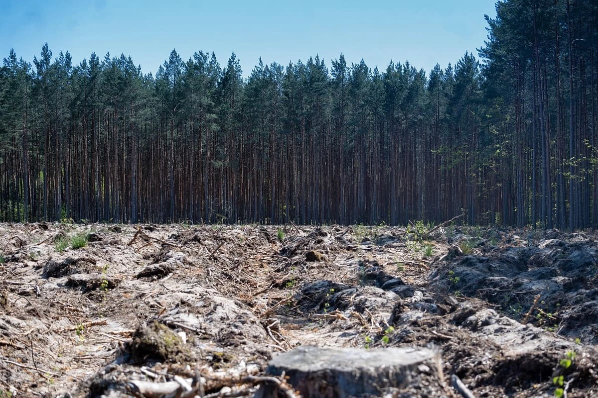 Bosque deforestación