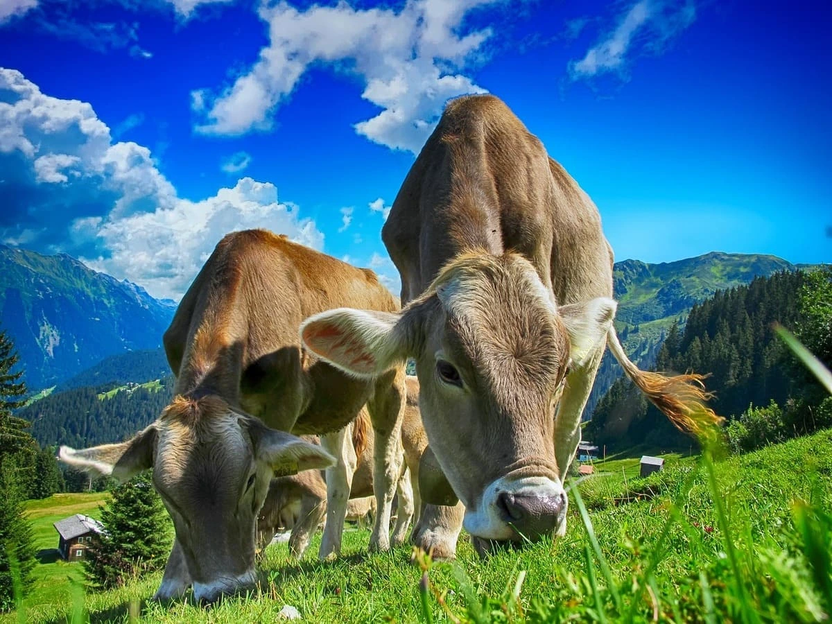 Vacas pastando.