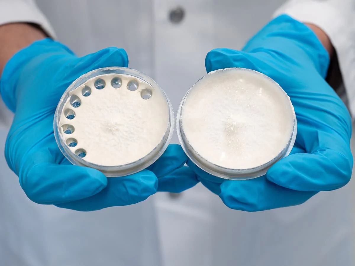 Investigador manipulando emulsión blanca de micelio con herramientas de laboratorio