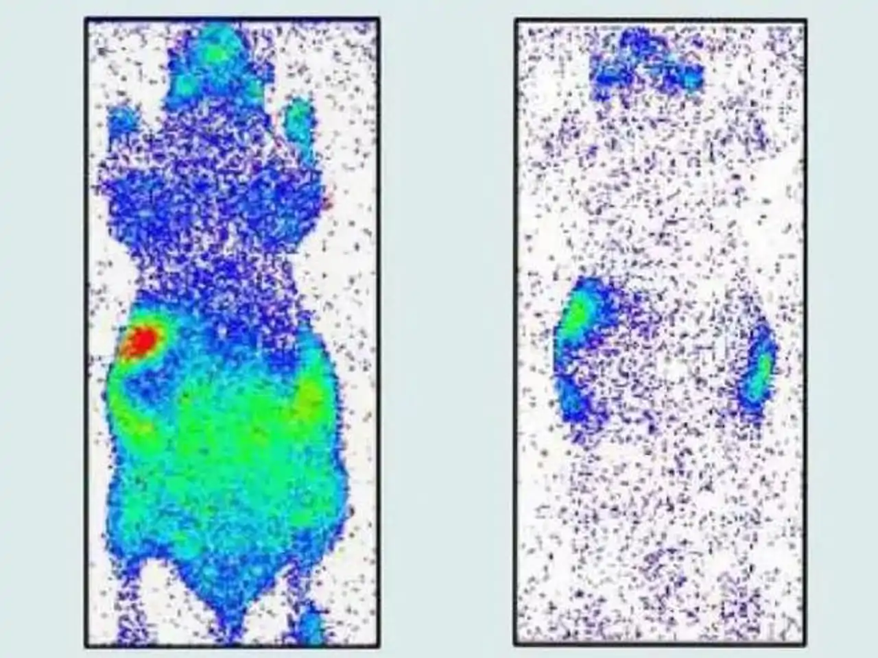 Imagen de biofotones emitidos por el cuerpo de un ratón antes y después de la muerte
