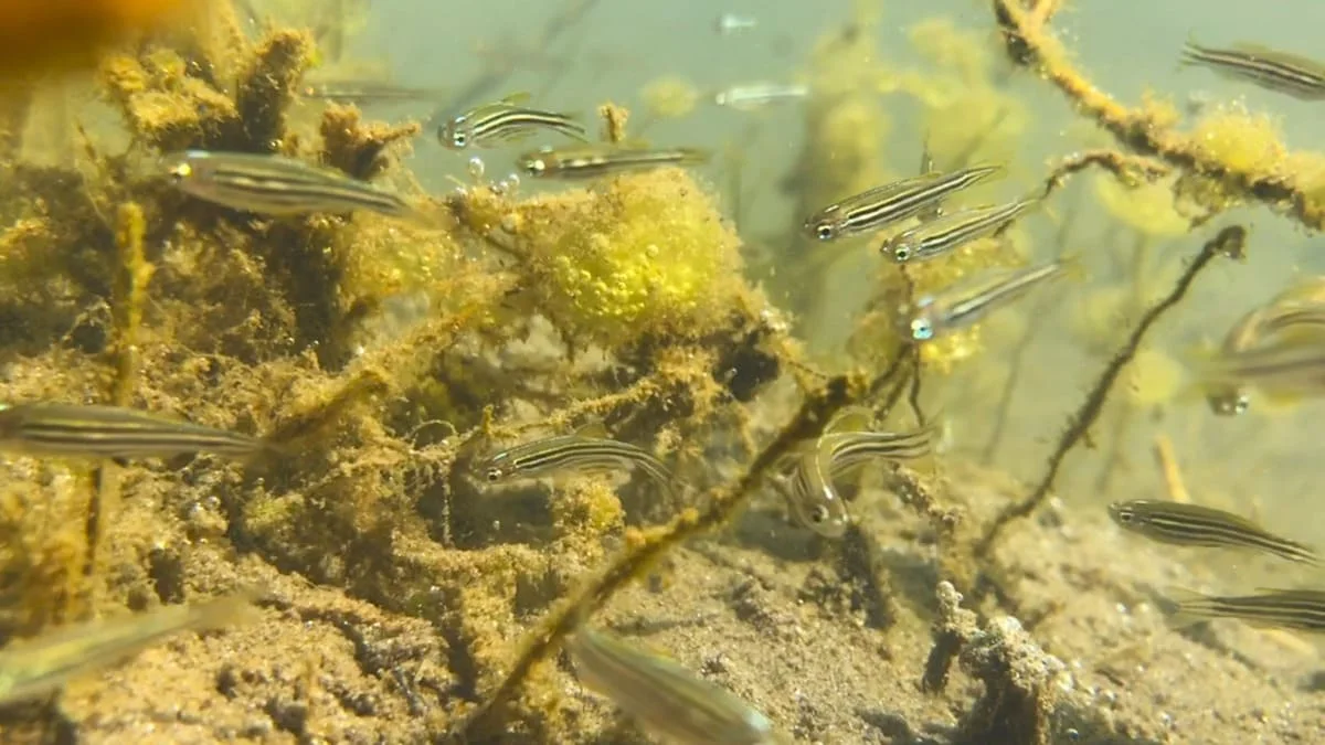 Grupo de peces cebra