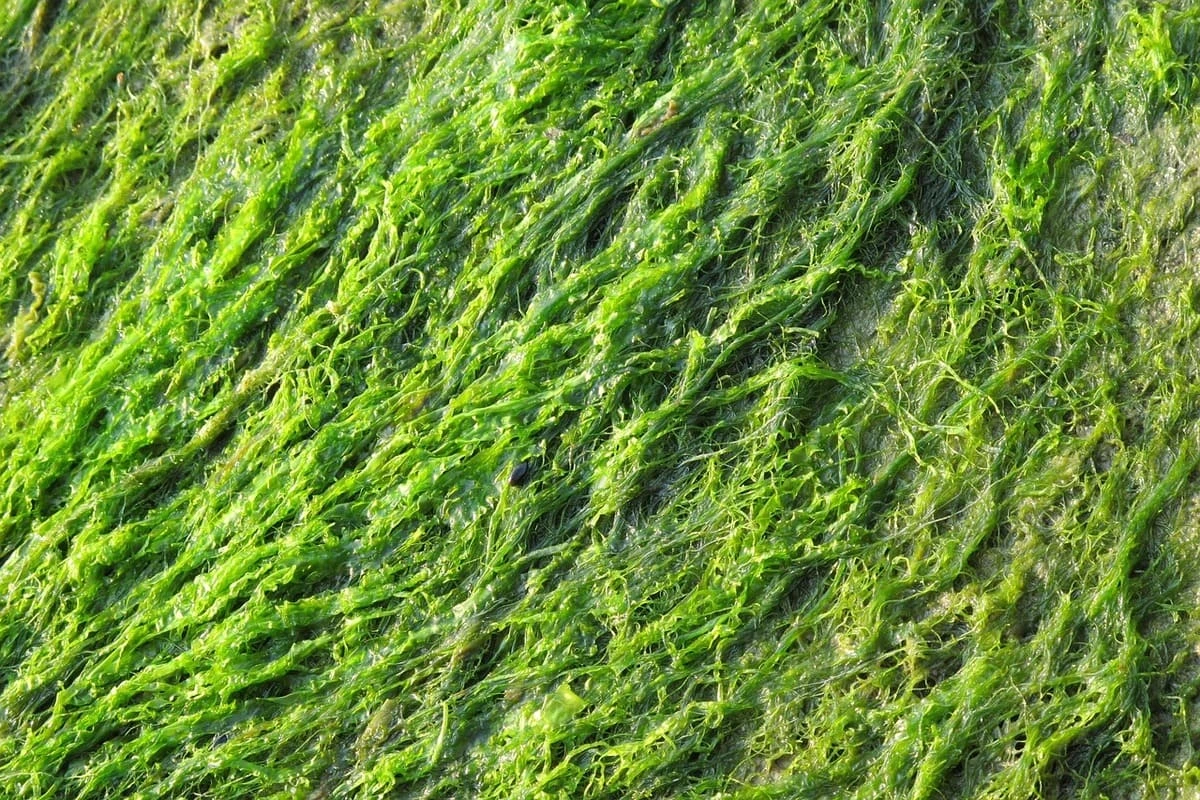 Proliferación de algas en la superficie de un lago.