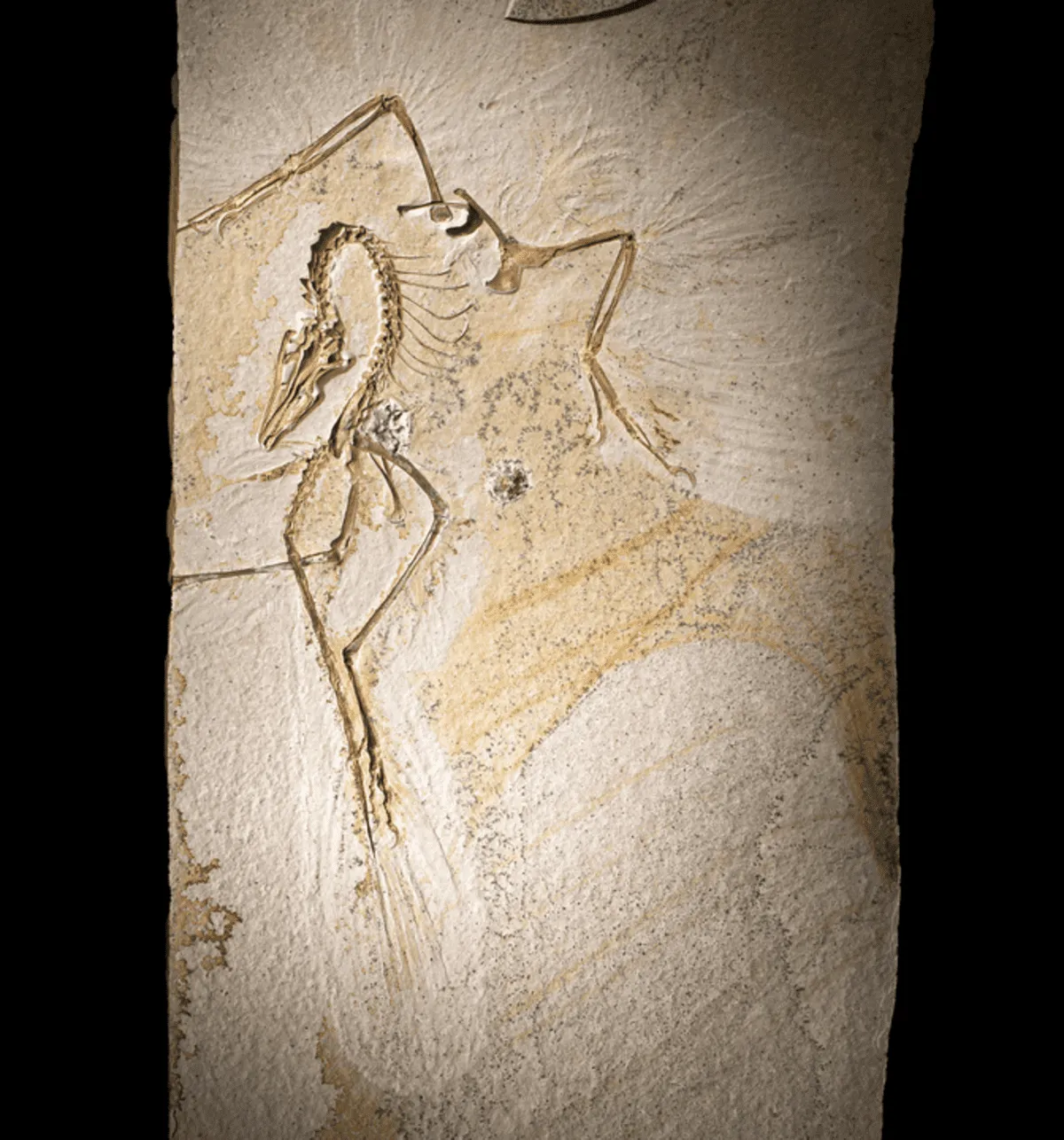 Fósil completo del Archaeopteryx conservado en una losa de piedra caliza