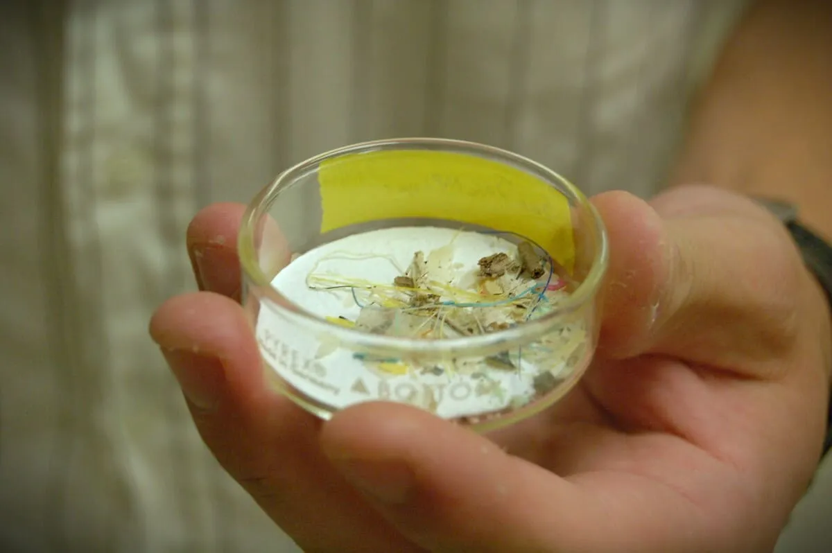 Mano sujetando una cápsula de Petri con fragmentos visibles de plástico y fibras recogidas de sedimentos