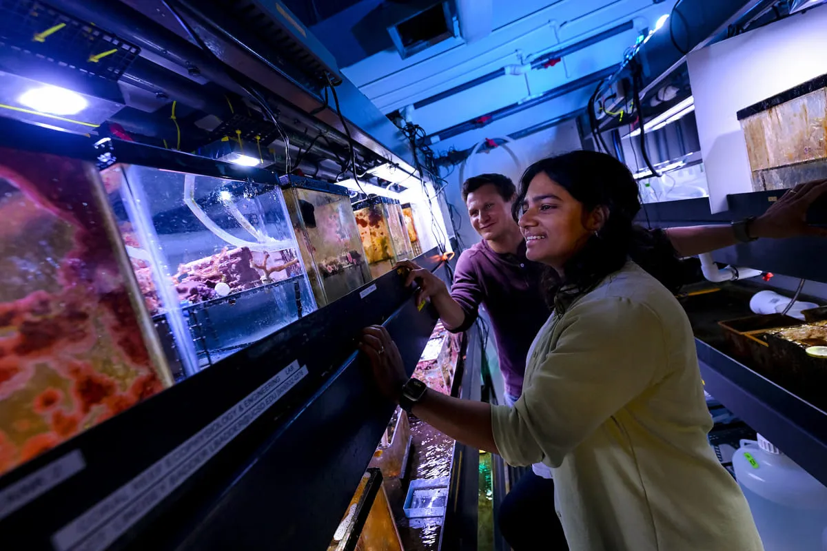 Investigadores monitorean acuarios con corales en condiciones experimentales
