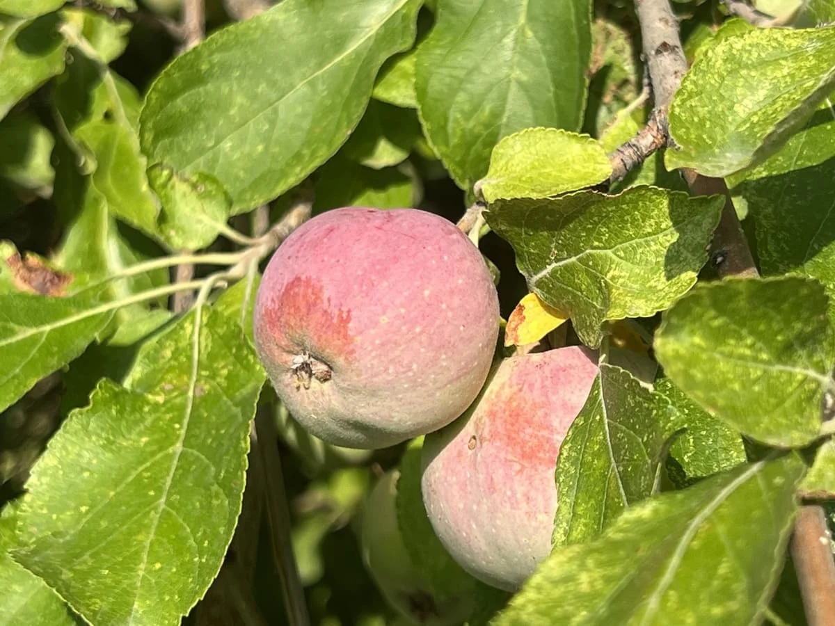 Manzanas silvestres de Tien Shan