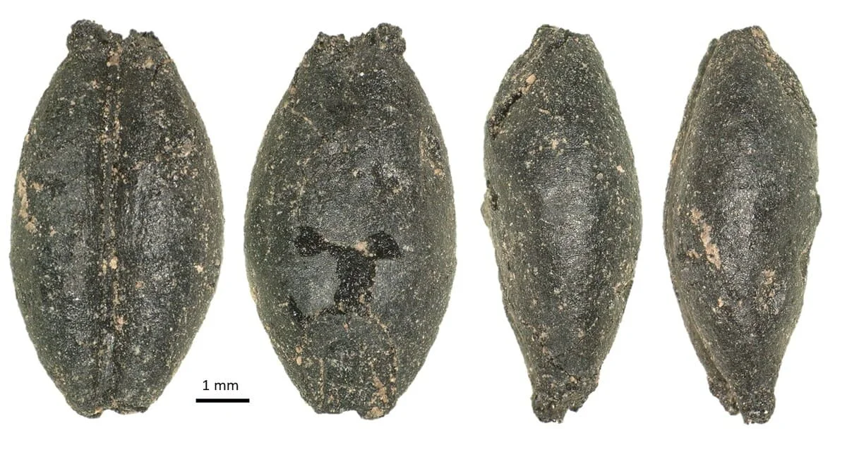 Tres vistas de un grano de cebada prehistórico hallado en Mongolia
