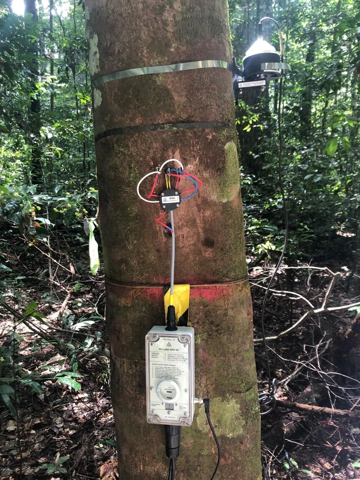 Árbol en la selva tropical brasileña con sensores científicos de monitoreo instalados