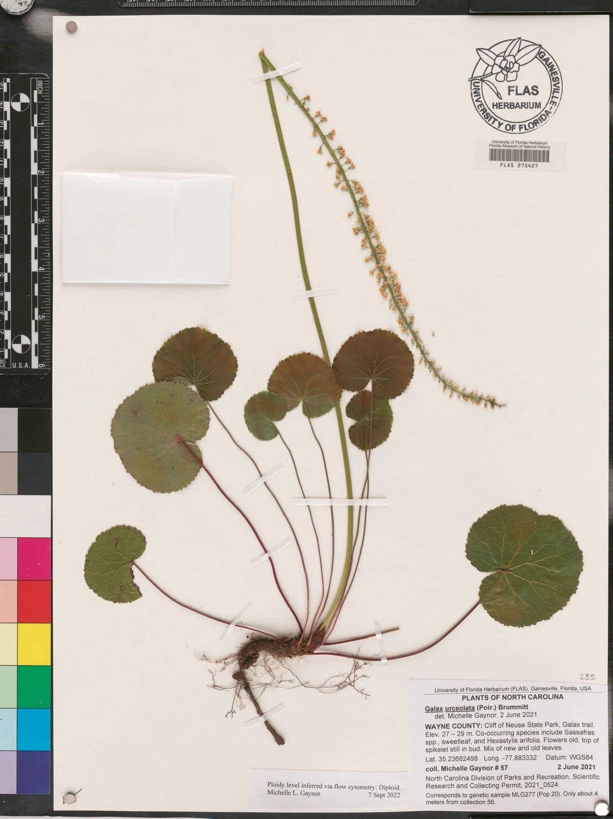 Ejemplar de Galax urceolata conservado en herbario, planta con hojas redondeadas y tallo floral largo