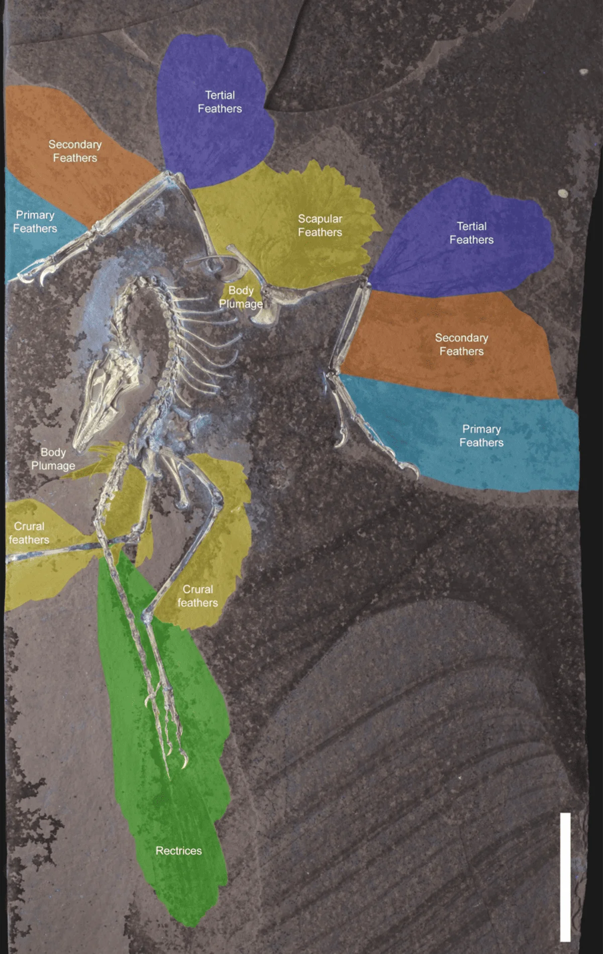 Fósil de Archaeopteryx de Chicago resaltando las diferentes regiones de plumas identificadas