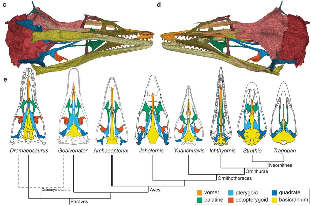 Modelos 3D comparativos de cráneos y paladares de Archaeopteryx y otros paravianos y aves