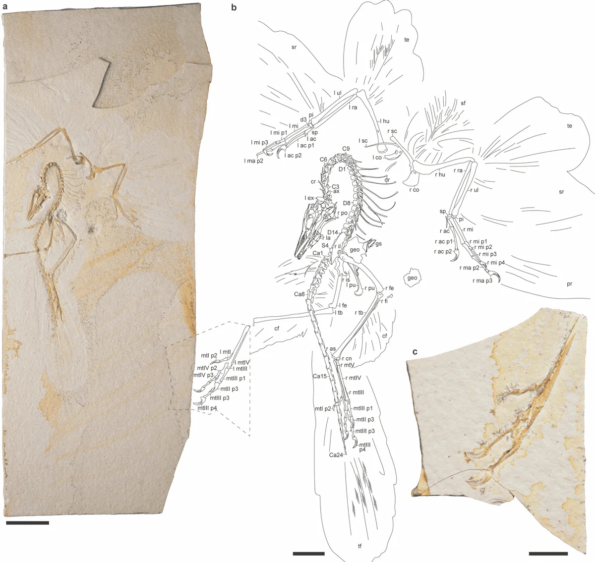 Fotografía y dibujo interpretativo del esqueleto fósil de Archaeopteryx con detalles anatómicos etiquetados