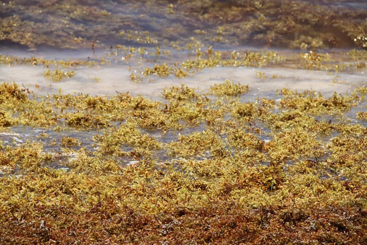 Primer plano de grandes cantidades de sargazo flotando en el agua cerca de la orilla