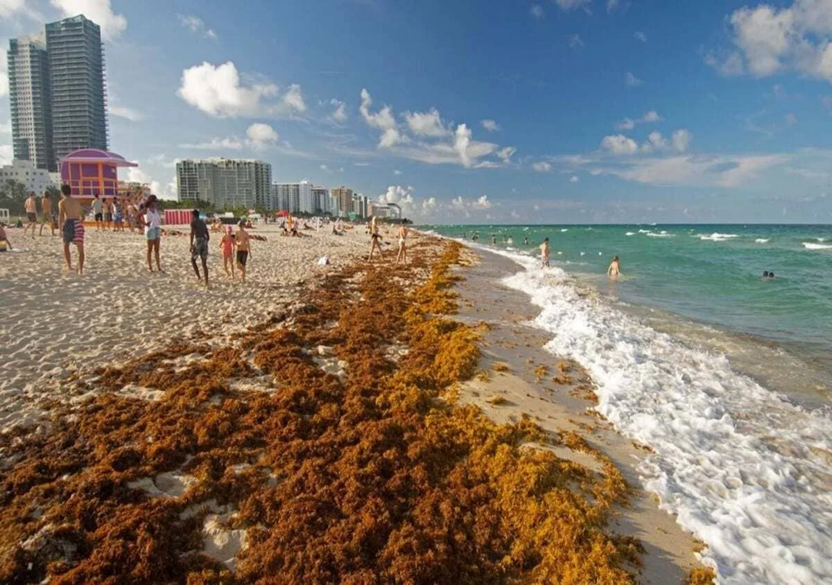 Sargazo extendido sobre la playa de Miami