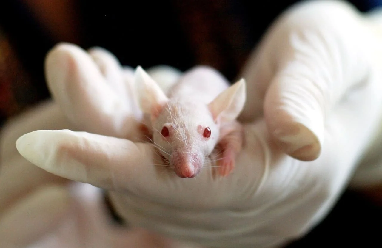 Ratón de laboratorio albino sostenido por una mano enguantada