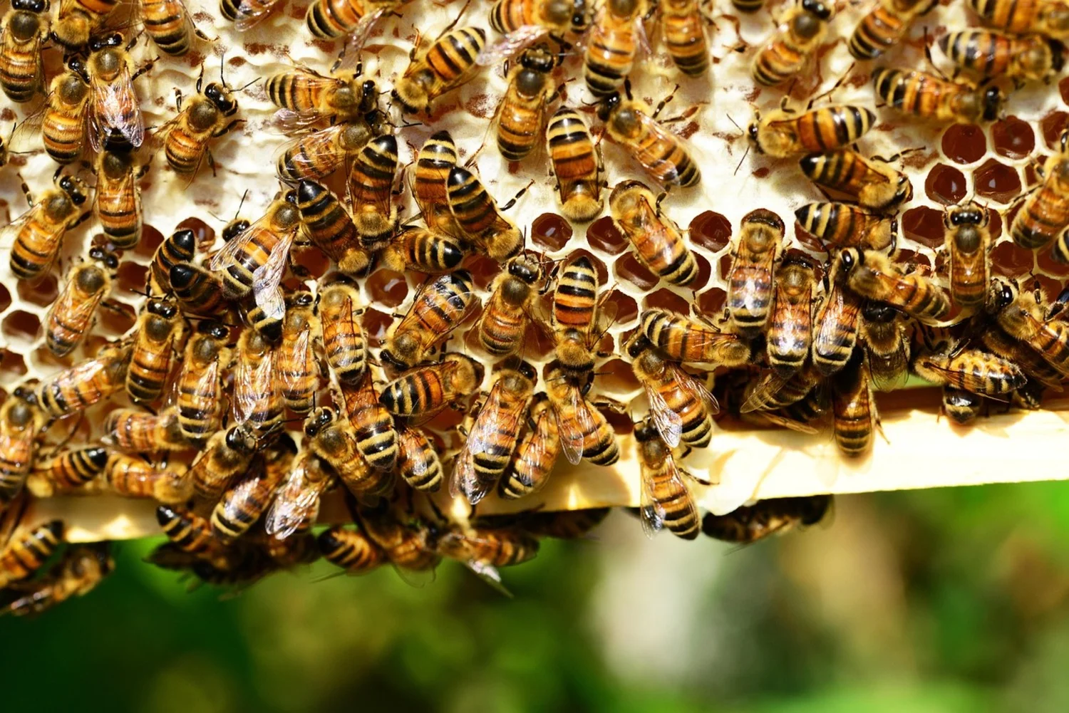 Colonia de abejas obreras trabajando juntas sobre un panal hexagonal