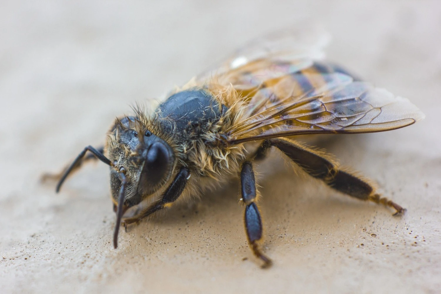 Abeja en primer plano