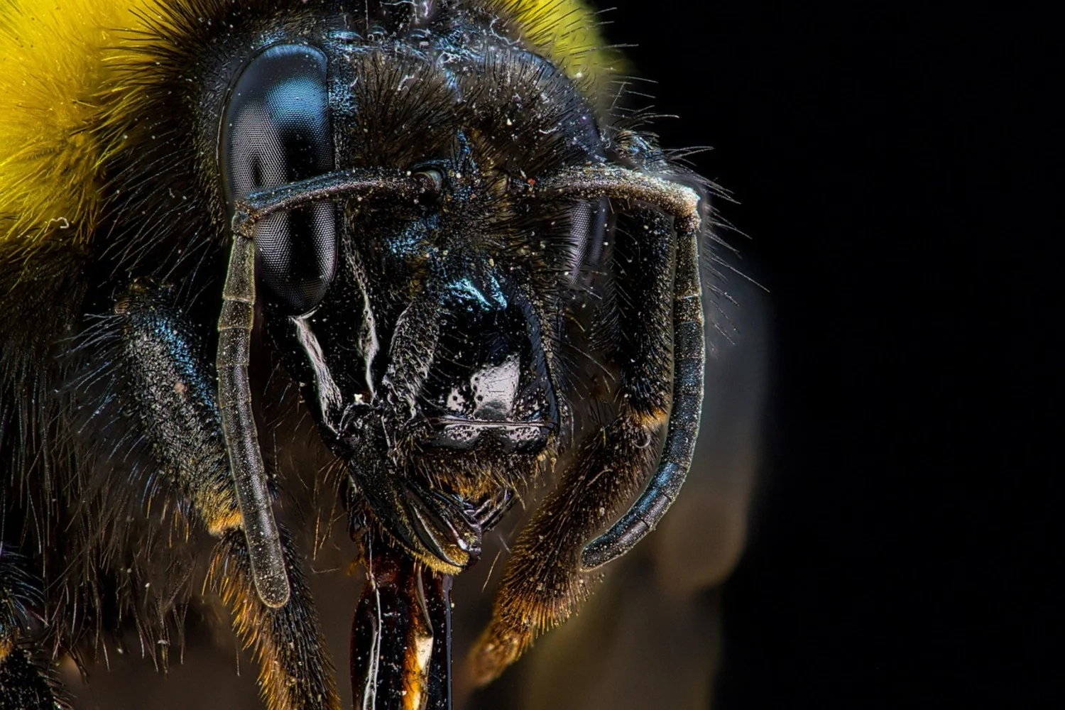 Primer plano macro de la cabeza de una abeja mostrando sus ojos y vellosidades