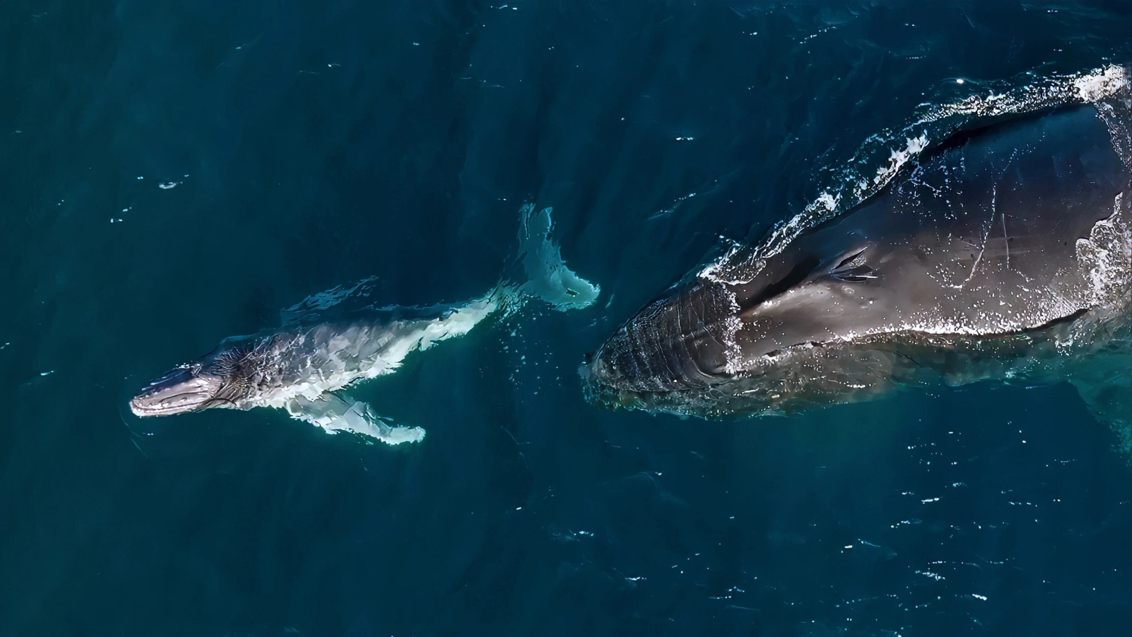 Madre ballena jorobada y su cría nadando sincronizadas cerca de la costa de Kiama, Australia