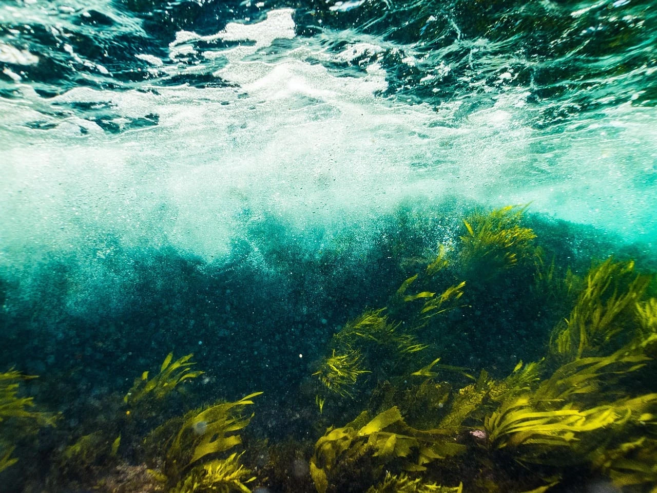 Vista submarina de algas marinas moviéndose bajo la superficie agitada del océano