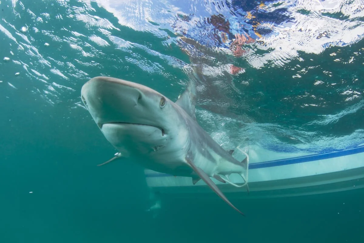 Tiburón de puntas negras nadando cerca de la superficie en aguas costeras.
