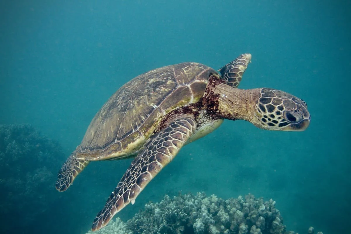 Tortuga verde hawaiana.