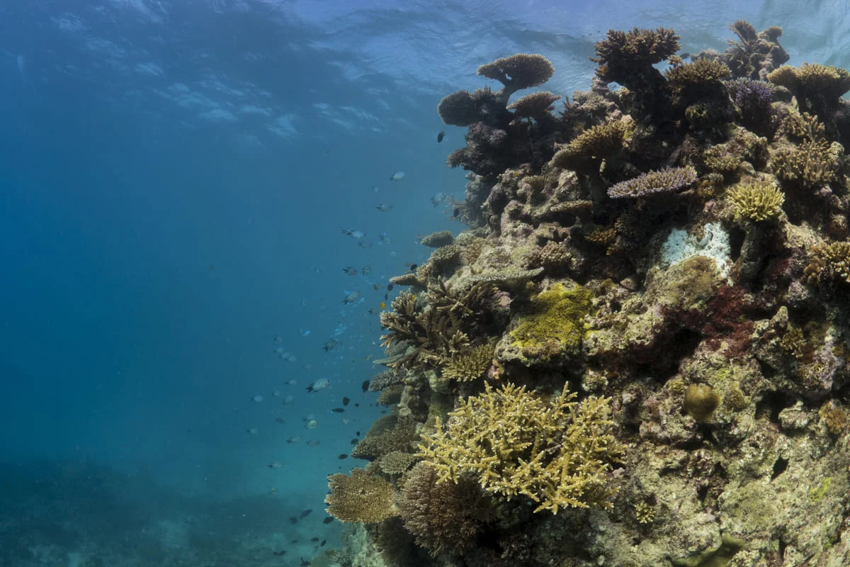 Corales australianos.