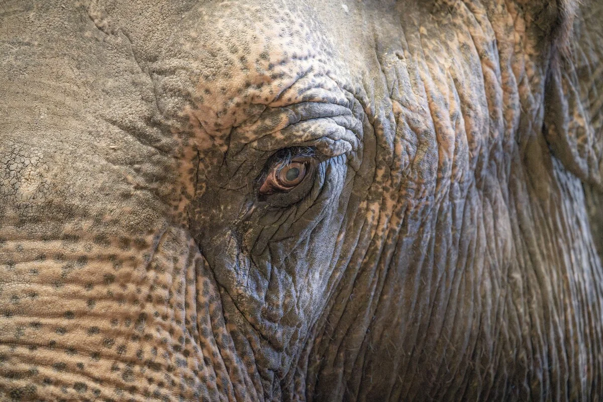 Primer plano de la cara de un elefante asiático
