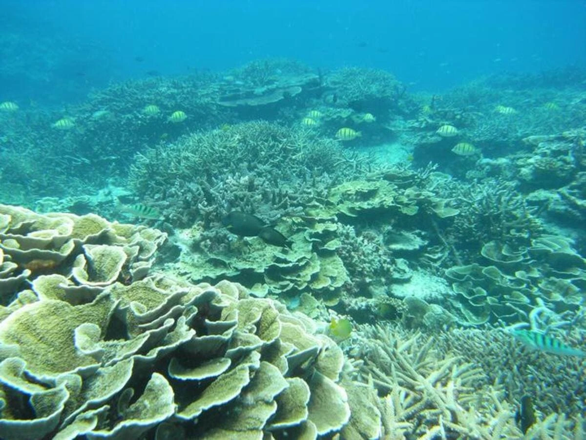 Arrecifes de coral saludables en el Mar de China Meridional