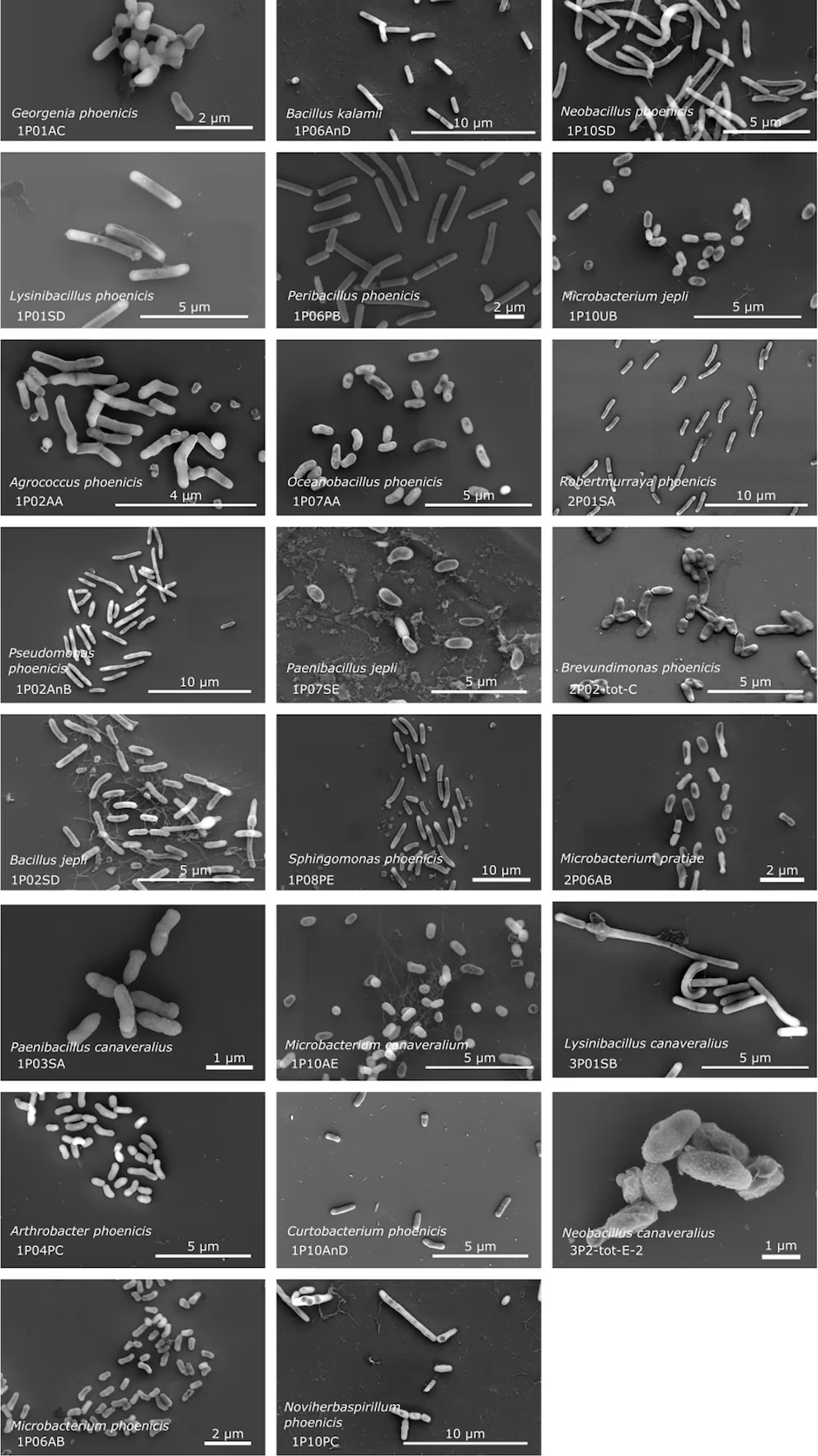 Micrografías electrónicas de especies bacterianas resistentes halladas en salas limpias, NASA, Jet Propulsion Laboratory