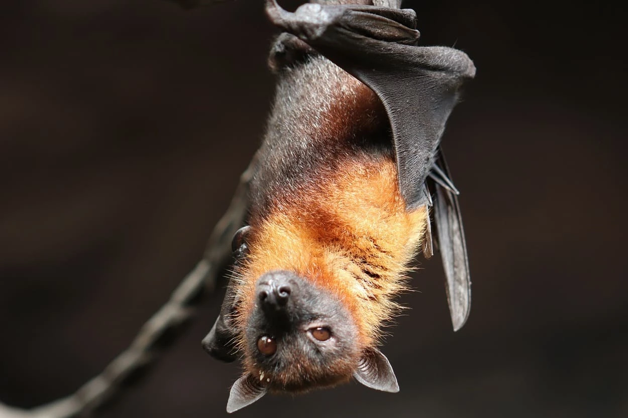 Murciélago frugívoro egipcio, modelo de investigación en inmunidad viral