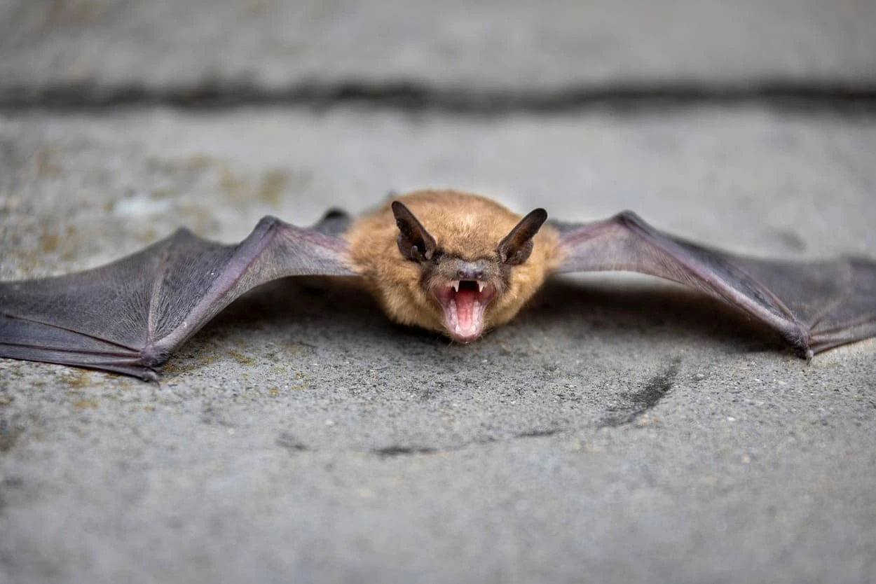 Murciélago desplegando alas, símbolo de defensa antiviral natural