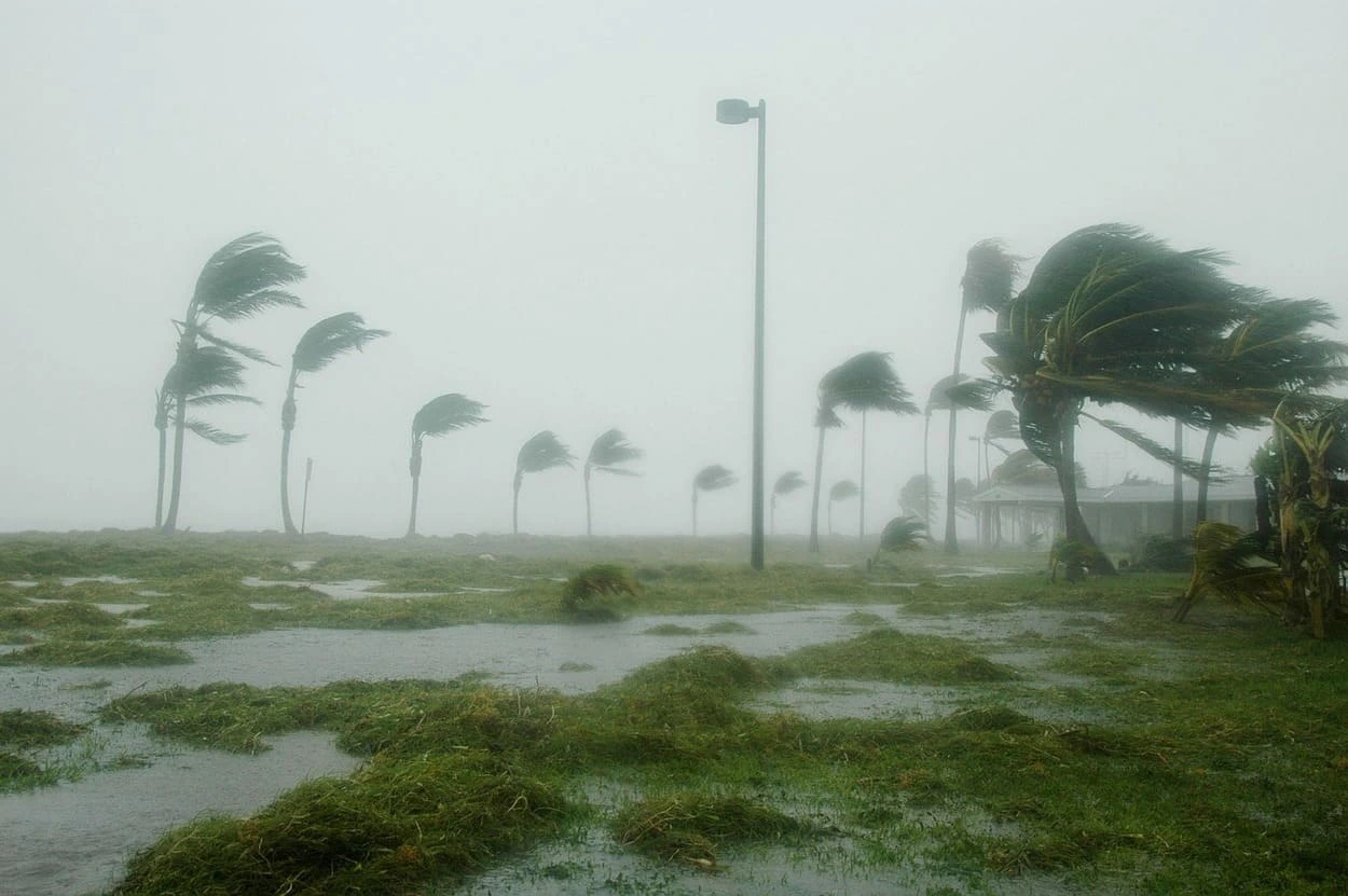 Palmeras dobladas por el viento durante un huracán.
