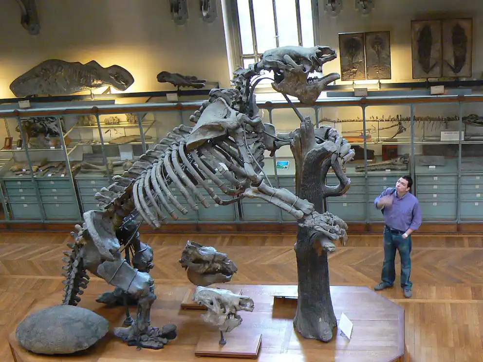 Esqueleto de perezoso gigante en exhibición.