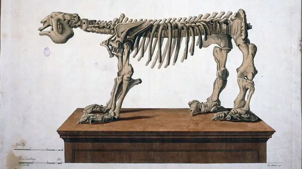 Ilustración histórica de esqueleto de Megatherium.