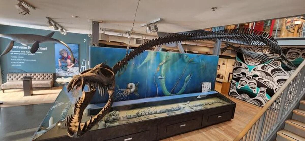 Esqueleto completo de un elasmosaurio juvenil montado en el museo.