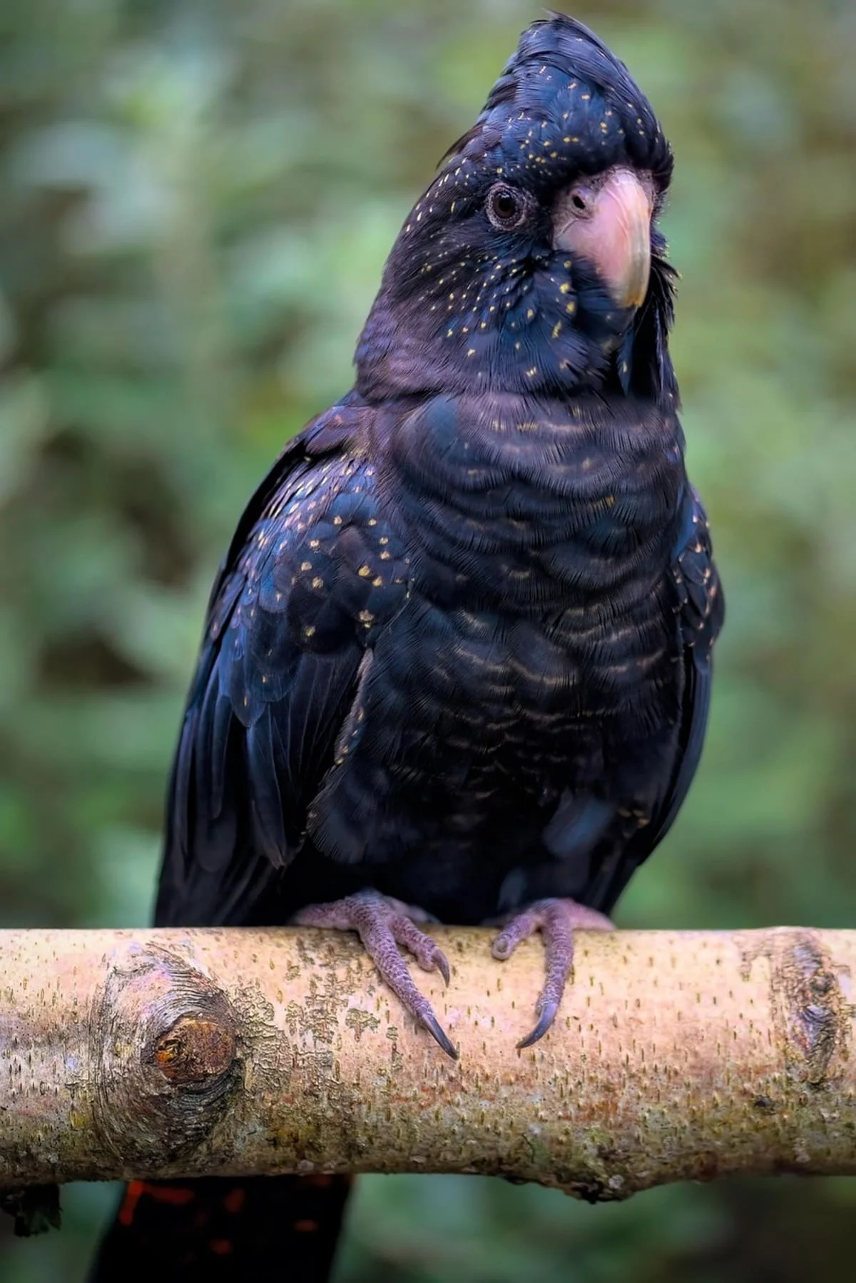 Cacatúa negra de cola roja posada en una rama, especie amenazada de Australia